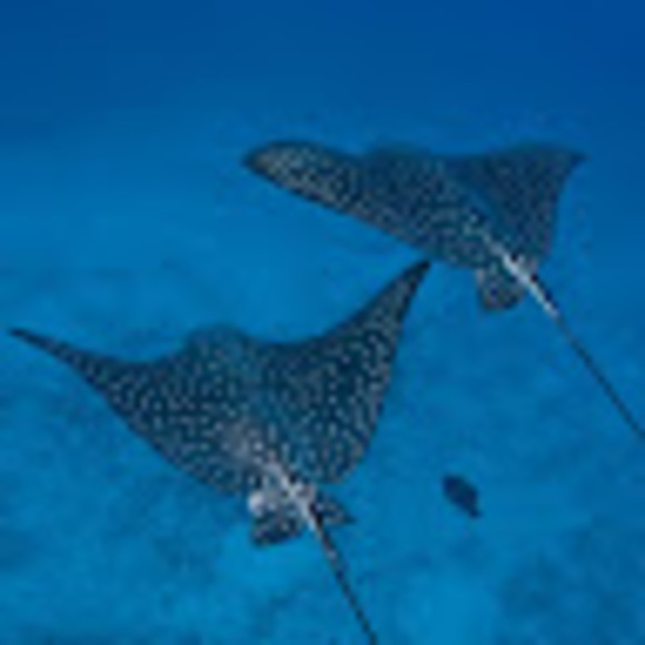 Meet your Posher, Mike and anya - Picture 1 of 1